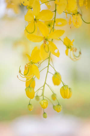 Yellow Flower Backgroundの写真素材