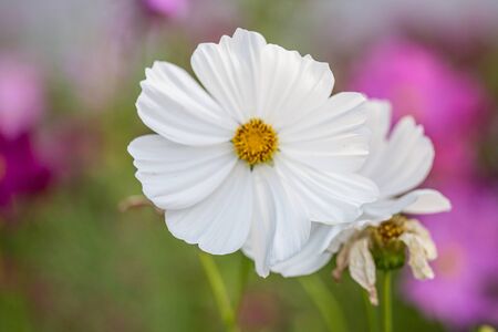 Floral backgroundの写真素材