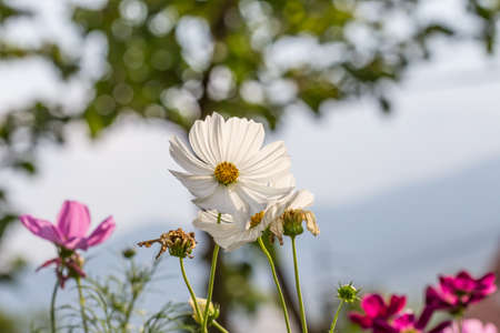 Floral backgroundの写真素材