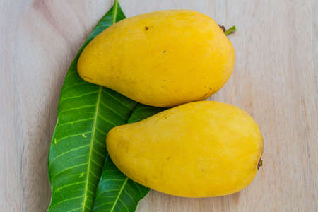 Mangoの写真素材