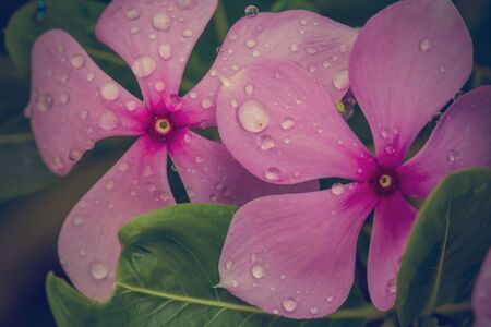 Flower background - Vintage effect style picturesの写真素材