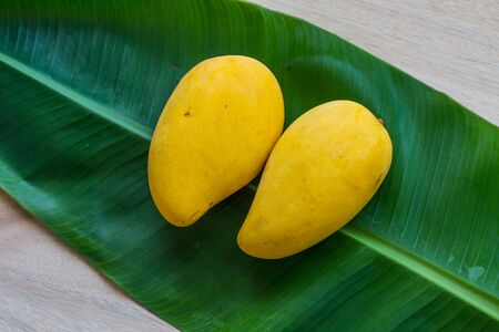 Mangoの写真素材