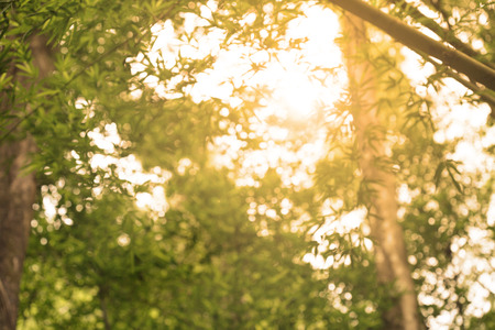 blur image of Abstract Bokeh of green tree color for summer background.の写真素材