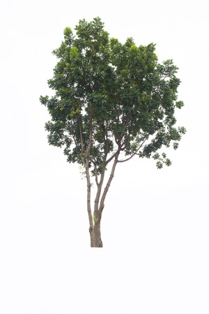 Beautifull green tree on a white backgroundの写真素材