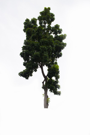 Beautifull green tree on a white backgroundの写真素材