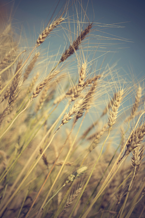 golden wheat field and sunny day, vintage styleの写真素材