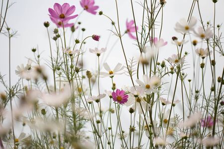 Pink cosmos flowers in garden close upの写真素材