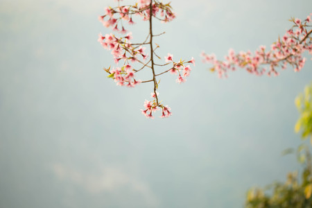 Wild himalayan cherry on tree in Chiang Mai province, Thailand.の写真素材