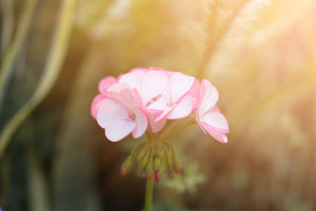 flower background