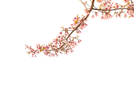 Wild himalayan cherry on tree in Chiang Mai province, Thailand. Isolated on white backgroundの写真素材