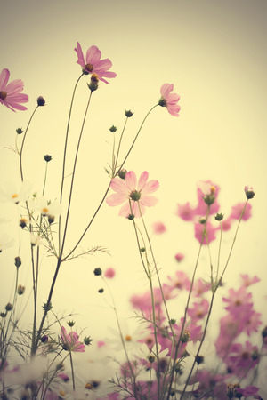 Pink cosmos flowers in garden close upの写真素材