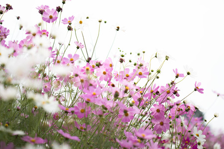 Pink cosmos flowers in garden close upの写真素材