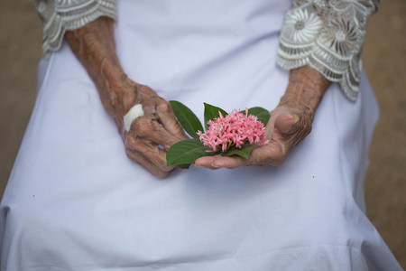 Hands of old woman holding a flowerの写真素材
