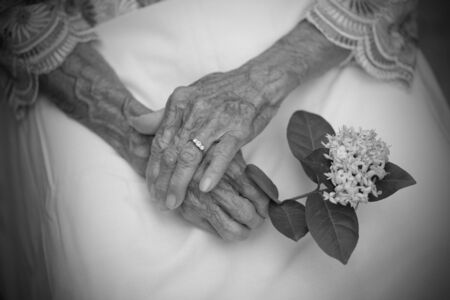 Hands of old woman holding a flowerの写真素材