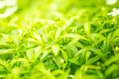 Natural green plants landscape using as a background or wallpaper.
