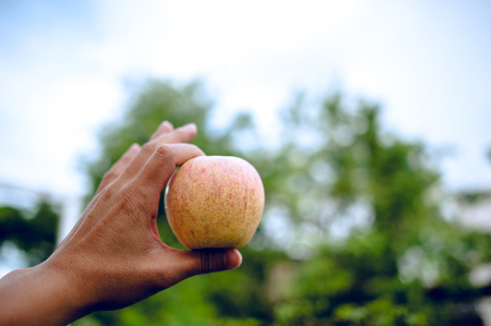 Hands and apples of people who love health care. Eating apples with vitamin C, the concept of health care.の写真素材