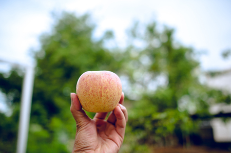 Hands and apples of people who love health care. Eating apples with vitamin C, the concept of health...