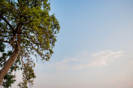 Meadows and blue skies Atmosphere of Asian fields And the beauty of the trees and nature green.
