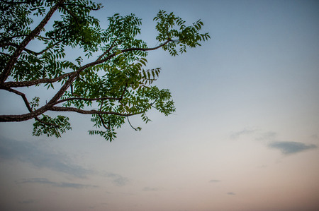 Meadows and blue skies Atmosphere of Asian fields And the beauty of the trees and nature green.の写真素材