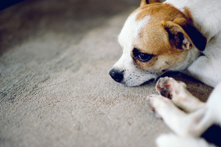 Cute pet dog white Wait for the boss to return home. I sit in front of the house in the daytime.の写真素材