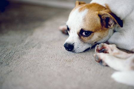 Cute pet dog white Wait for the boss to return home. I sit in front of the house in the daytime.の写真素材