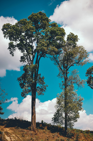 Trees and sky Occurs naturally. Green and blue Formulated in natural form. And no trees that happen...