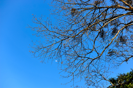 Trees and sky Occurs naturally. Green and blue Formulated in natural form. And no trees that happen along the mountain.の写真素材
