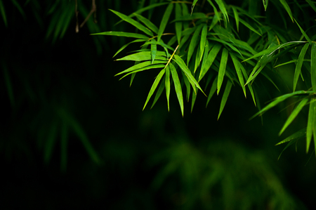 Bamboo forest green background Nature & Shadeの写真素材
