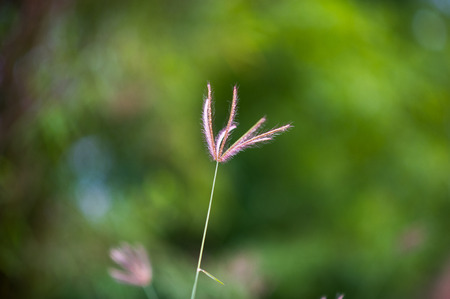 Bright spring lawn with bokeh background light, sunshine and gorgeous green grass.の写真素材