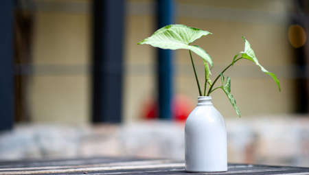 Ornamental plants and beautiful wooden hands placed on the table and handsの写真素材