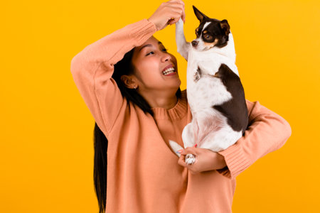 Cute Asian woman with his chihuahua chihuahua dog lover The happiness of a girl who loves his dog The love of people and cute dogs photo shoot in orange studioの写真素材