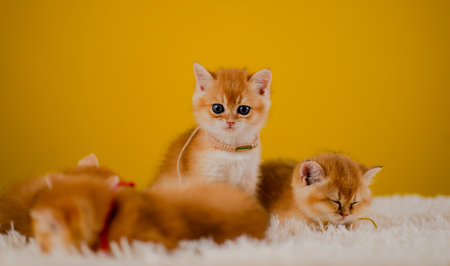 orange cat cute cat cute pet sleeping kitten cute kitten cat growth maturity The look and innocence of cats.の写真素材