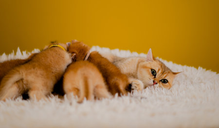 orange cat cute cat cute pet sleeping kitten cute kitten cat growth maturity The look and innocence of cats.の写真素材