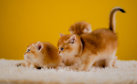 orange cat cute cat cute pet sleeping kitten cute kitten cat growth maturity The look and innocence of cats.の写真素材