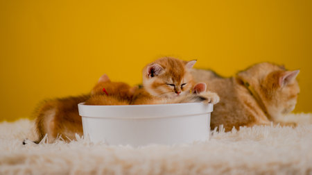 orange cat cute cat cute pet sleeping kitten cute kitten cat growth maturity The look and innocence of cats.の写真素材