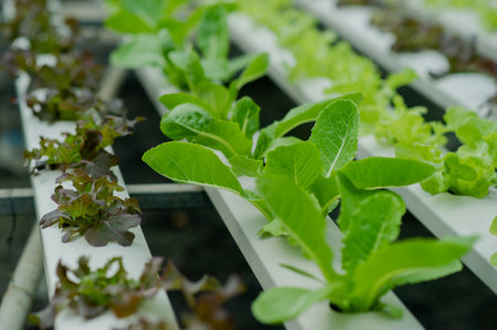 Organic vegetable gardens, hydroponic gardens, vegetables and healthy eating.