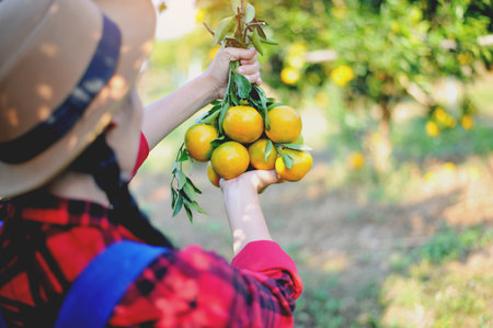 Picking oranges in the orange orchard Happily, the young gardener was harvesting the fruits of his...