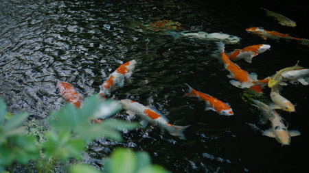 Colorful koi fish, schools of fish, freshwater fish ponds, aquatic pets, nature and relaxation.の写真素材