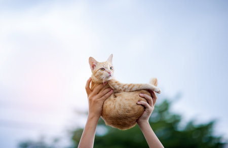Cute orange cat, a friendly pet, a warm and quiet loving fluffy animal, a mammal and a nature lover.の写真素材