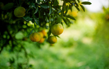 Orange garden, organic farming and sustainable vegetable and fruit growingの写真素材