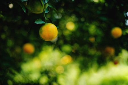 Orange garden, organic farming and sustainable vegetable and fruit growingの写真素材