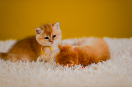 Fluffy orange cat, cute pet, cute animals, friendly and peaceful creatures, photo in studioの写真素材
