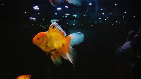 Goldfish, beautiful fish with bright colors, raising goldfish in a glass tank, fish photographyの写真素材