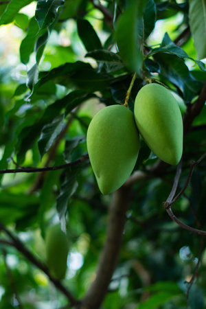 Mango Nam Dok Mai, Mango Tree, Products Waiting for Harvest, Healthy Fruit and Good Eatingの写真素材