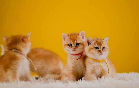 Cute orange kitten and cute pet living together. Cute cat is growing up.の写真素材