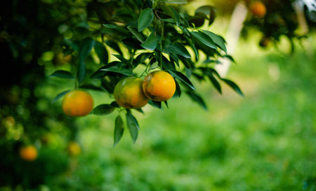Orange orchards and honey orange cultivation. Organic farming. Orchard owners harvest the oranges for sale.の写真素材