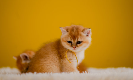 Cute orange kitten and cute pet living together. Cute cat is growing up.の写真素材