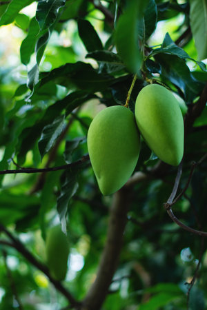 Green Mango Fruit, Growing Fruit and Eating Healthy Fruit, Nam Dok Mai Mangoの写真素材
