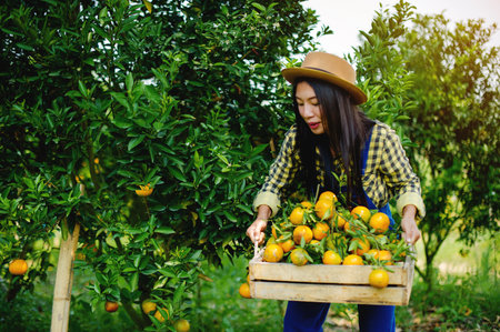 Orange cultivation, gardening and agriculture, harvesting from the garden, sweet oranges are a healthy fruit with high vitamin C content.の写真素材