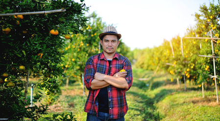 Farming by growing sweet oranges, harvesting oranges and earning income from the work of farmers'...